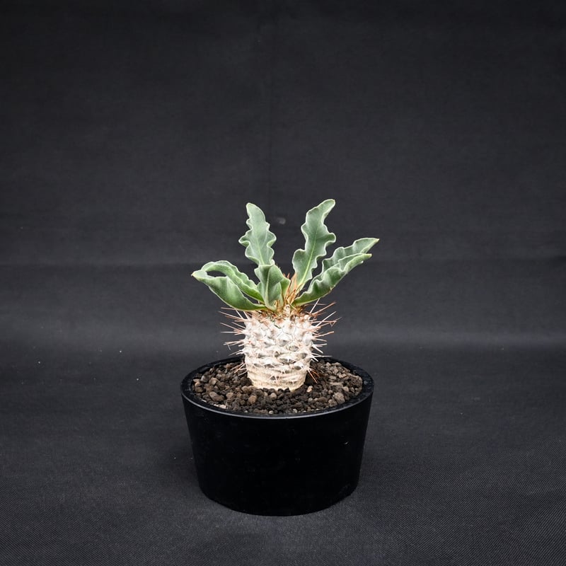 Pachypodium namaquanum / パキポディウム ナマクアナム 【実生】 |