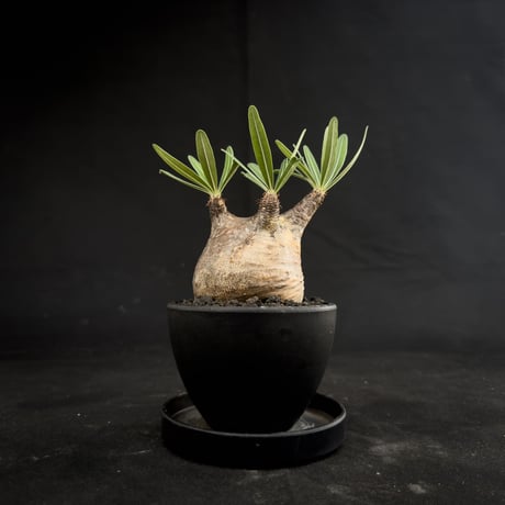 Pachypodium rosulatum var. gracilius / パキポディウム グラキリス 【微発根】