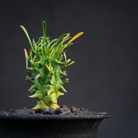 Euphorbia schoenlandii / ユーフォルビア スコエランディ 闘牛角【実生】