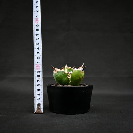 Agave titanota ' Whate Whale ' / アガベ チタノタ '白鯨 '   【発根済】