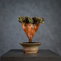 Aeonium arboreum f. variegated 'Pink Witch' f. cristata / アエオニウム 錦 'ピンクウィッチ' クリスタータ (綴化) 【自根】+ 信楽焼鉢