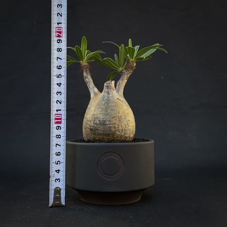 【Premium Line】 Pachypodium rosulatum var. gracilius / パキポディウム グラキリス 【発根済】 + 利休 -RIKYU- 【QUTOTEN.】