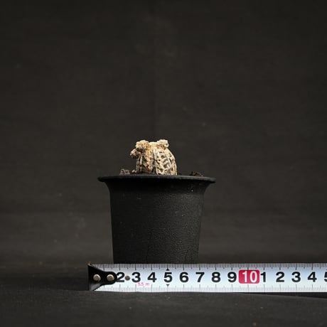Astrophytum myriostigma f. monstrosa / アストロフィツム 子吹き鸞鳳玉 石化 (モンストローサ) (ランポー)【カキ仔】【自根】