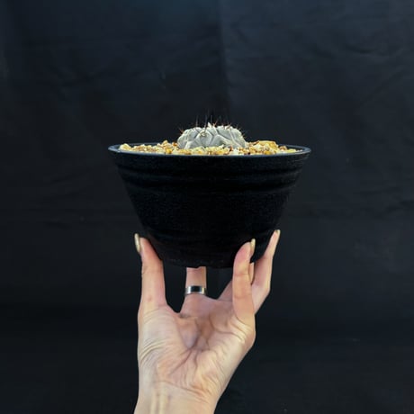 Copiapoa cinerea / コピアポア シネレア 黒王丸 【実生】