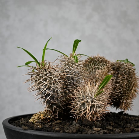 Pachypodium lamerei cristata / パキポディウム ラメリー クリスタータ 綴化 【自根】