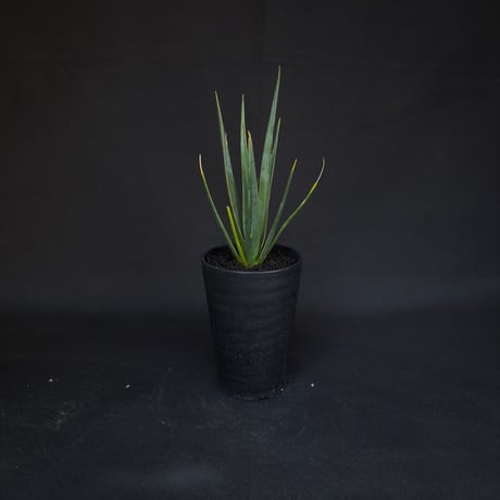 Dracaena cinnabari / ドラセナ シナバリ 【発根済】