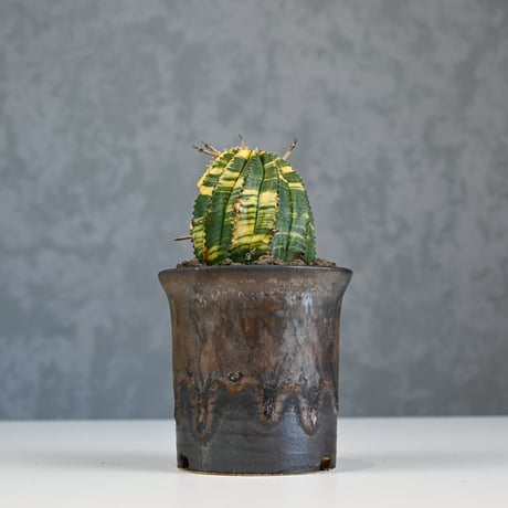 Euphorbia obesa hyb ’ Bonten ’ variegated / ユーフォルビア オベサ 丹天 錦 斑入り 【発根済】 + 信楽焼