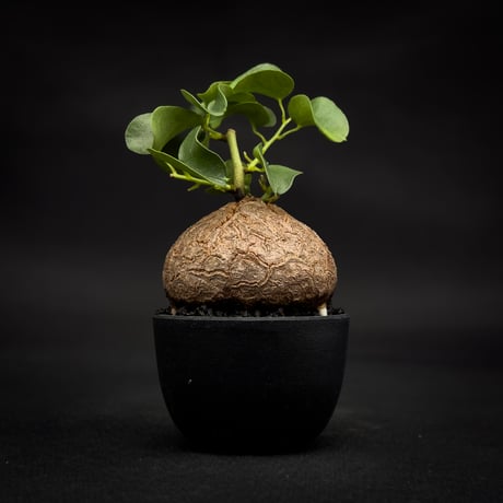 Dioscorea elephantipes / ディオスコレア エレファンティペス【 アフリカ 亀甲竜 】