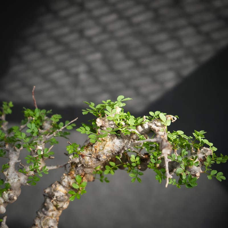 Commiphora sp. somalia eyl / コミフォラ エイル (微発根) |