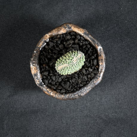 Strombocactus discifromis f. cristata / ストロンボカクタス ディシフォルミス 菊水 二頭 綴化 【実生】 + 信楽焼