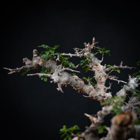 【Premium Line】 Commiphora sp. somalia " Eyl " / コミフォラ エイル 【発根済】 + 【小野瀬 一】