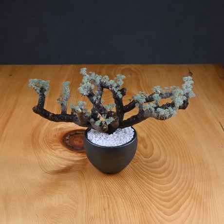 Monsonia multifida  (Sarcocaulon multifidum) / モンソニア ムルチフィダ (サルコカウロン ムルチフィズム) 【発根済】  + 信楽焼