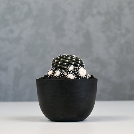 Copiapoa tenuissima / コピアポア テヌイシマ 【実生】