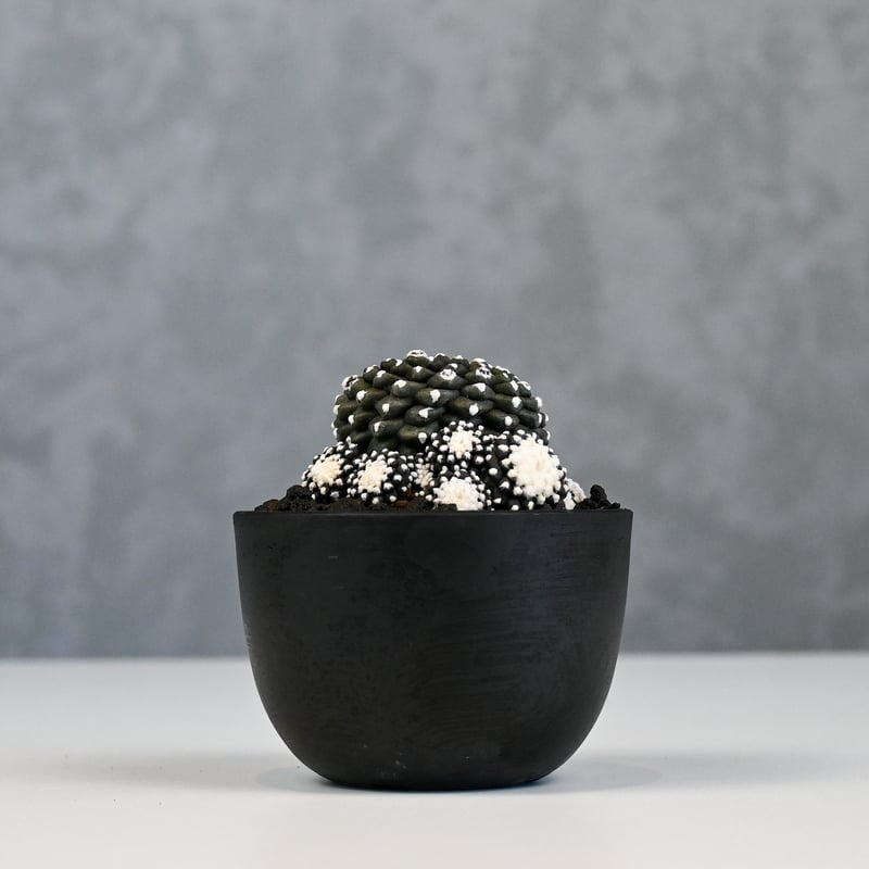 Copiapoa tenuissima / コピアポア テヌイシマ 【実生】 | GREEN Copiapoa tenuissima / コピアポア テヌイシマ 【実生】 | GREEN