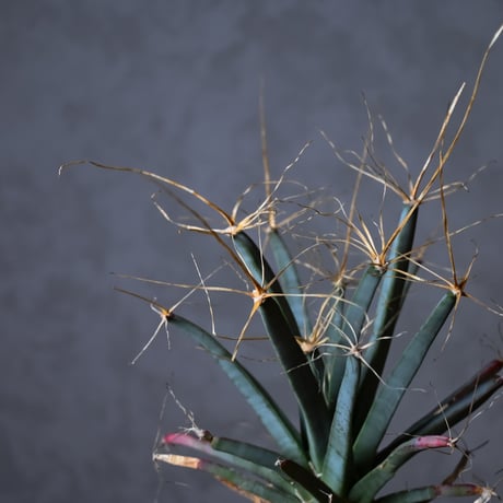 Leuchtenbergia principis / レウクテンゲルギア プリンキピス 晃山【実生】