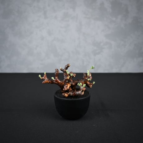 Pelargonium mirabile / ペラルゴニウム ミラビレ 【枝挿】(2本挿)【微発根】