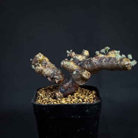 Monsonia multifida  (Sarcocaulon multifidum) / モンソニア ムルチフィダ (サルコカウロン ムルチフィズム)[微発根]