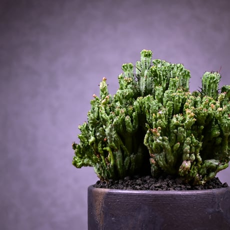 Euphorbia enopla f. monstrosa cristata / ユーフォルビア エノプラ 石化 綴化【実生】 + 信楽焼