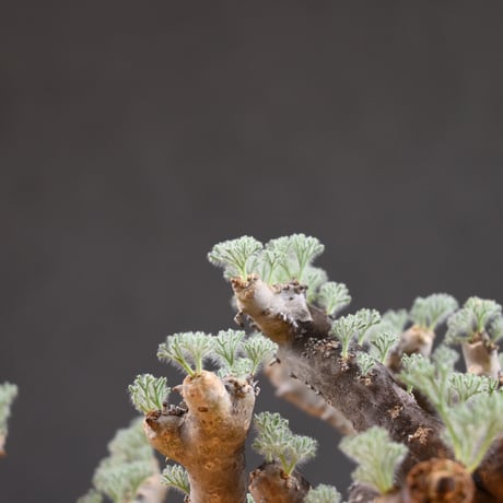Monsonia multifida  (Sarcocaulon multifidum) / モンソニア ムルチフィダ (サルコカウロン ムルチフィズム) 【発根済】  + 信楽焼