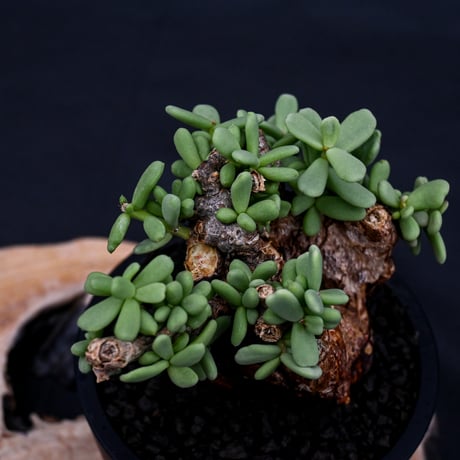 Ceraria pygmaea / ケラリア ピグマエア 【発根済】 [雌雄未判別]