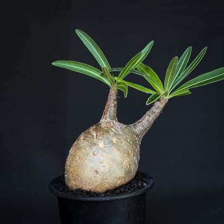 Pachypodium rosulatum var. gracilius / パキポディウム グラキリス 【発根済】