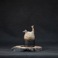 【Premium Line】 Pachypodium rosulatum var. gracilius / パキポディウム グラキリス 【発根済】 + Vintage 【後藤 瑞葉】