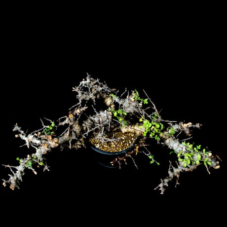 【特大】Commiphora sp. somalia eyl / コミフォラ エイル (微発根)