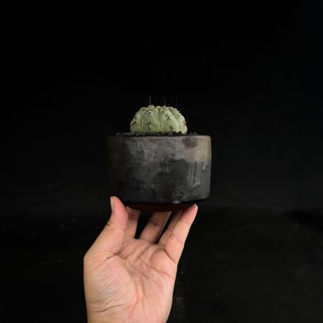 【Premium Line】Copiapoa cinerea / コピアポア シネレア 黒王丸 【実生】+ 万山鉢