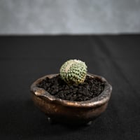 Strombocactus discifromis f. cristata / ストロンボカクタス ディシフォルミス 菊水 二頭 綴化 【実生】 + 信楽焼