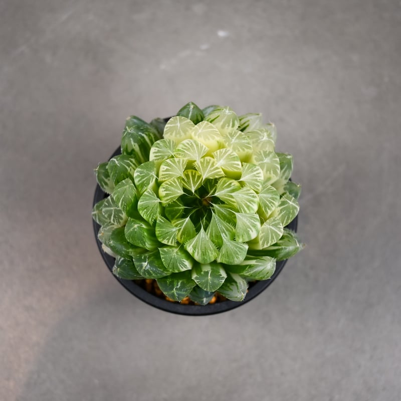 Haworthia cooperi 'Hanakocho' / ハオルチア オブツーサ 錦 花
