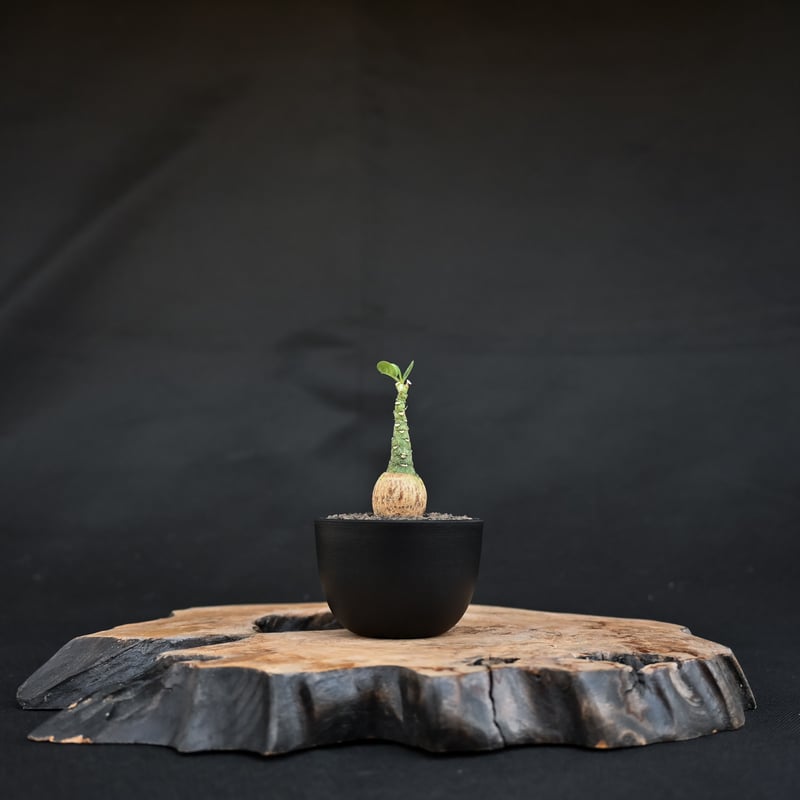 Adenia pechuelii / アデニア ペチュエリー 【実生】 | GREEN MON