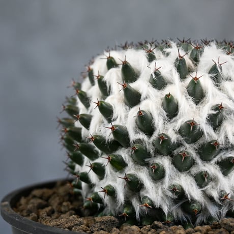 Mammillaria sempervivi v. caput-medusae  / マミラリア 景清 【自根】