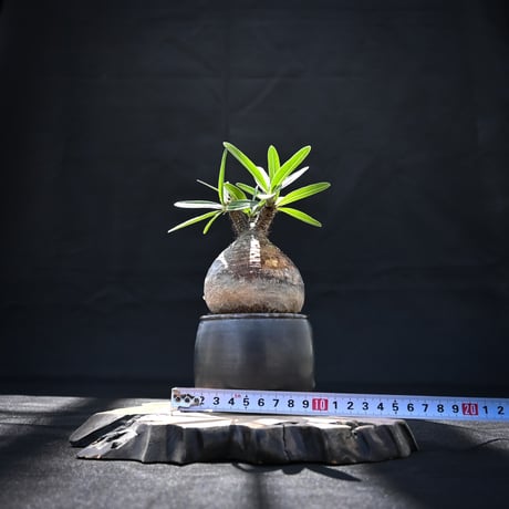 【Premium Line】 Pachypodium rosulatum var. gracilius / パキポディウム グラキリス 【発根済】 + Vintage 【後藤 瑞葉】