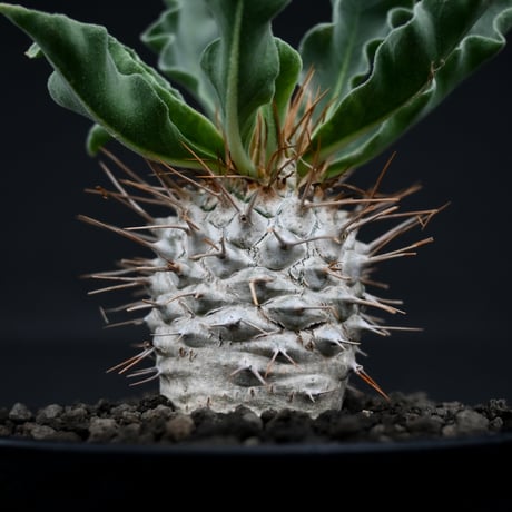Pachypodium namaquanum / パキポディウム ナマクアナム 【実生】
