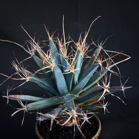 Leuchtenbergia principis / レウクテンベルギア プリンキピス 晃山 【発根済】