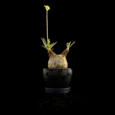 【選抜】 Pachypodium rosulatum var. gracilius / パキポディウム グラキリス 【微発根】