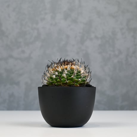 Turbinicarpus alonsoi / ツルビニカルプス アロンソイ 【実生】