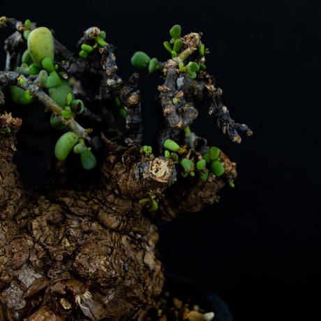 Ceraria pygmaea / ケラリア ピグマエア (発根済) [雌雄未判別]