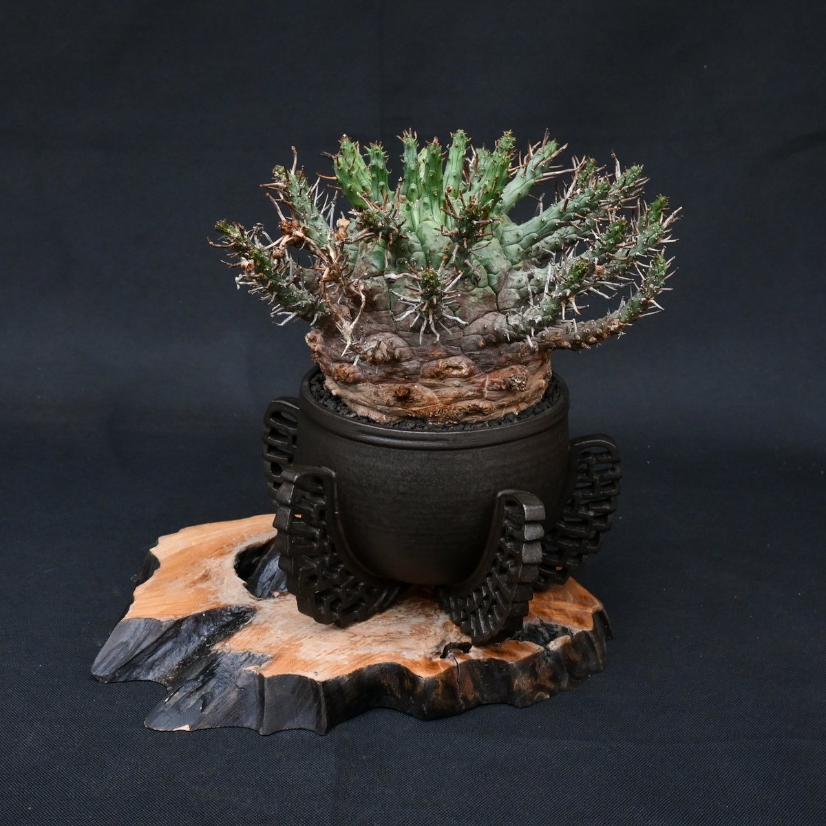 【大株】　ユーフォルビア　フスカ　Euphorbia fusca 発根済み Euphorbia fusca / ユーフォルビア フスカ 【発根済】 + 金釉透彫五翼