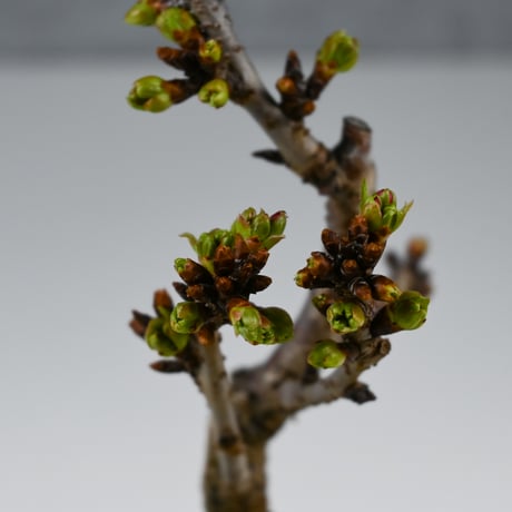 【桜盆栽】 Cerasus serrulata 'Asahiyama' / サクラ '旭山' (朝日山) / アサヒヤマ + 信楽焼