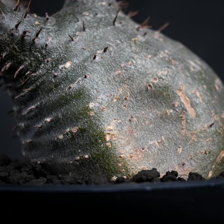 Pachypodium rosulatum var. gracilius / パキポディウム グラキリス 【発根済】