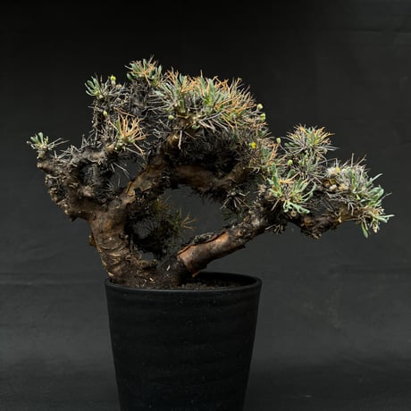 Othonna euphorbioides / オトンナ ユーフォルビオイデス 【発根済】