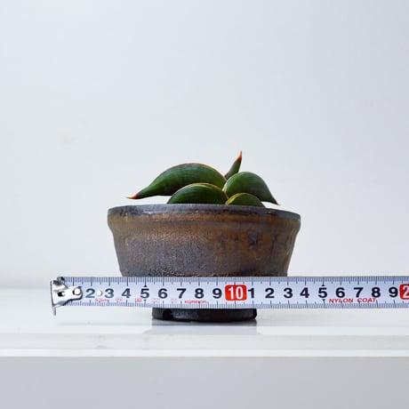 【PL】Sansevieria rorida / サンセベリア ロリダ 微斑入り + 信楽焼 (発根済) (サンスベリア)