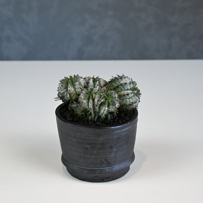 Euphorbia horrida f. monstrosa cristata / ユーフォル
