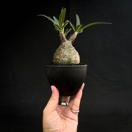 Pachypodium rosulatum var. gracilius / パキポディウム グラキリス 【微発根】