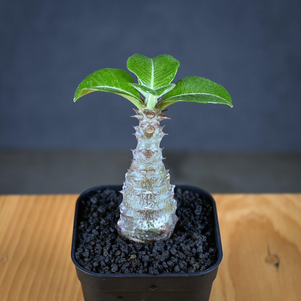 Pachypodium baronii var. windsorii / パキポディウム ウィ