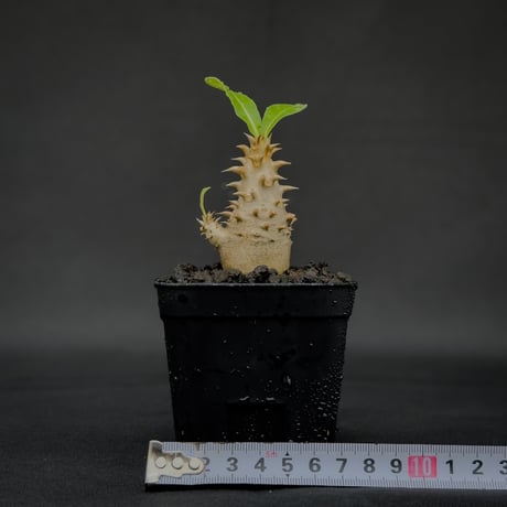 Pachypodium bicolor / パキポディウム ビカラー (バイカラー)【実生】