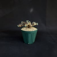 Monsonia multifida  (Sarcocaulon multifidum) / モンソニア ムルチフィダ (サルコカウロン ムルチフィズム)[微発根]