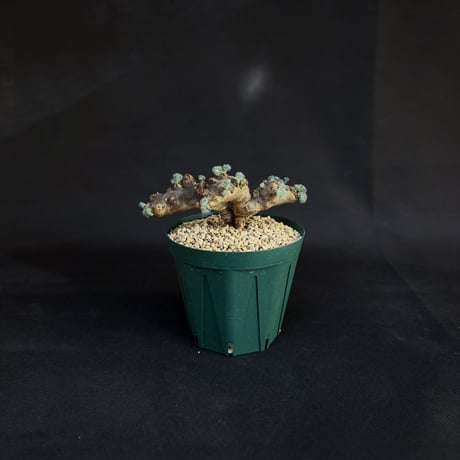 Monsonia multifida  (Sarcocaulon multifidum) / モンソニア ムルチフィダ (サルコカウロン ムルチフィズム)[微発根]