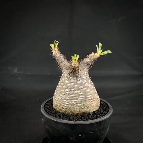 Pachypodium rosulatum var. gracilius / パキポディウム グラキリス 【微発根】